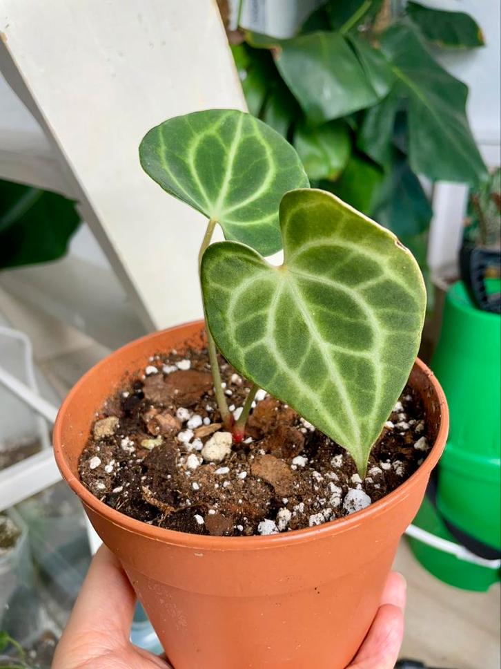 Anthurium 'King of Clarinervium Sulanjana', Huis en Inrichting, Kamerplanten, Ophalen of Verzenden