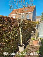 Hibiscus boom, Tuin en Terras, Ophalen, In pot