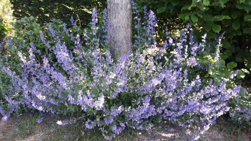 Nepeta Walker Low, Tuin en Terras, Planten | Tuinplanten, Vaste plant, Bodembedekkers, Ophalen