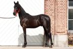 Arabo Fries, Dieren en Toebehoren, Paarden, Springpaard, Minder dan 160 cm, Gechipt, 0 tot 2 jaar