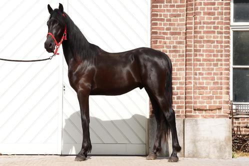 Arabo Fries, Dieren en Toebehoren, Paarden, Hengst, Onbeleerd, Minder dan 160 cm, 0 tot 2 jaar, Springpaard, Met stamboom, Gechipt