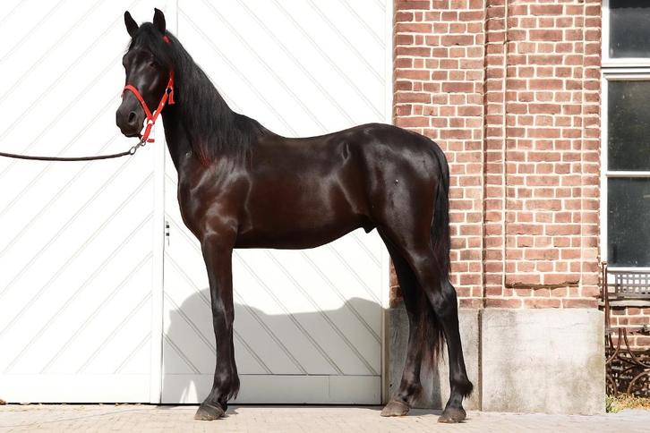 Arabo Fries Zwart zonder tekeningen, Dieren en Toebehoren, Paarden, Hengst, Onbeleerd, 160 tot 165 cm, 0 tot 2 jaar, Springpaard
