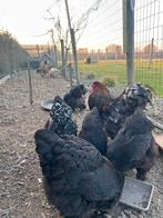 broedeieren Brahma, Dieren en Toebehoren, Pluimvee