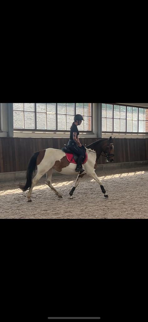 6 jarige D pony, Dieren en Toebehoren, Paarden, Merrie, Niet van toepassing, 3 tot 6 jaar