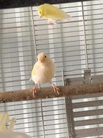 Jonge kanaries, Dieren en Toebehoren, Vogels | Kanaries, Geslacht onbekend, Zangkanarie