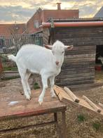 Saanen melkgeit bok te koop, Dieren en Toebehoren, Mannelijk, Geit, 0 tot 2 jaar