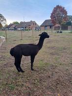 Alpaca's te koop, Dieren en Toebehoren, Schapen, Geiten en Varkens, Mannelijk, 3 tot 5 jaar