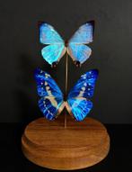 Prachtig duo met exotische vlinders van Morpho Cypris - Sulk, Verzamelen, Nieuw, Opgezet dier, Ophalen of Verzenden, Insect