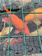 Japanse benigoi 65 cm 350 euro tel 0484508252, Dieren en Toebehoren, Vissen | Vijvervissen