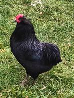 Coq aurecana à vendre Manage