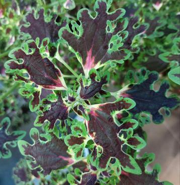 Siernetel  beschikbaar voor biedingen