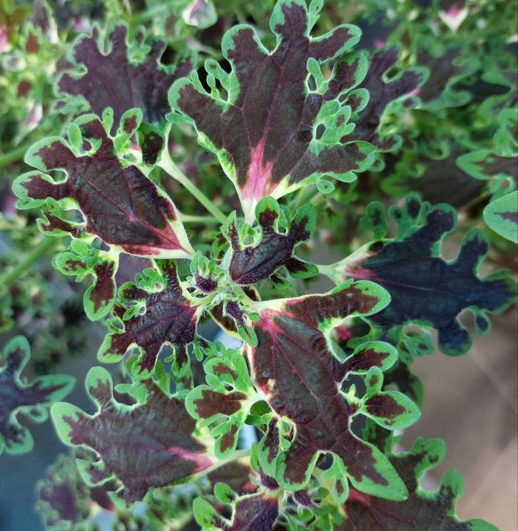 Siernetel, Huis en Inrichting, Kamerplanten, Ophalen