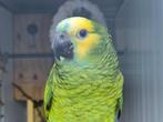 Bahia amazone (geelschouders), Dieren en Toebehoren, Vogels | Parkieten en Papegaaien