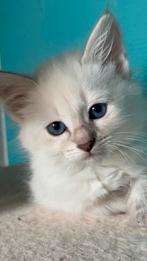 Neva Masquerade kittens (Hypoallergeen), Meerdere dieren, Gechipt, 0 tot 2 jaar