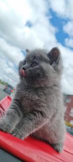 Britse korthaar kittens te koop 3 mannetjes 1 meisje, Animaux & Accessoires, Jouets pour chats, Enlèvement ou Envoi