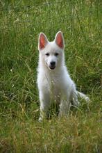 Heel mooie Zwitserse Witte Herder pups, België, CDV (hondenziekte), 8 tot 15 weken, Meerdere
