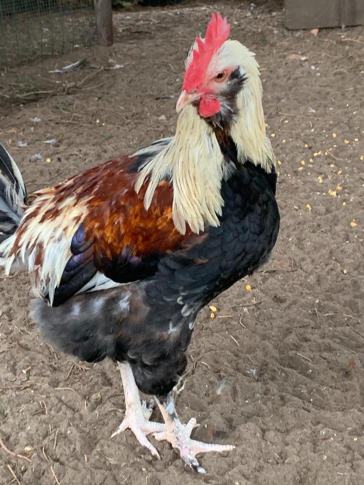 pluimvee, Dieren en Toebehoren, Pluimvee, Kip, Mannelijk