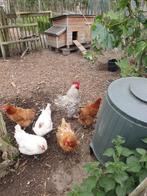mechelse koekoek haan, Dieren en Toebehoren, Pluimvee, Mannelijk, Kip