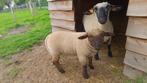 Schaap ram harmshire down, Dieren en Toebehoren, Schaap, Mannelijk, 0 tot 2 jaar