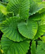 Alocasia Gageana ' California ', Tuin en Terras, Halfschaduw, Zomer, Vaste plant, Overige soorten