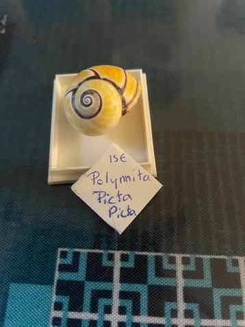 Polymita picta picta, Collections, Enlèvement ou Envoi