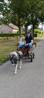 Mini paardje. Ingespannen en zadelmak. Incl koets, zadel., Débourré, Étalon, 11 ans ou plus, Poney d'attelage