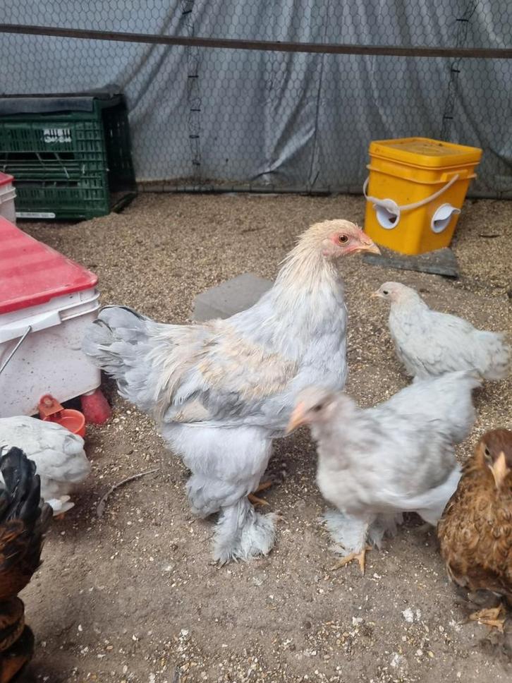 Brahma kriel haantjes (kleine versie), Dieren en Toebehoren, Pluimvee