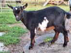 Prachtig 3- kleurig mieke met lelletjes, Dieren en Toebehoren, Schapen, Geiten en Varkens