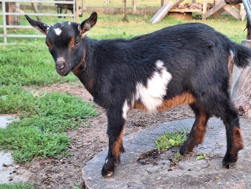 Prachtig 3- kleurig mieke met lelletjes, Dieren en Toebehoren, Schapen, Geiten en Varkens