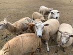 Lot schapen te kopen (samen), Dieren en Toebehoren, Schapen, Geiten en Varkens, Schaap