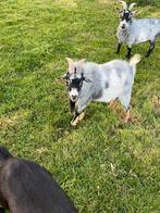 Te huur bok, Dieren en Toebehoren, Schapen, Geiten en Varkens