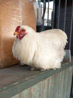 2 brahma hanen, Dieren en Toebehoren, Pluimvee