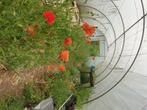 Graines de coquelicots, Tuin en Terras, Bloembollen en Zaden, Verzenden, Voorjaar, Volle zon, Zaad