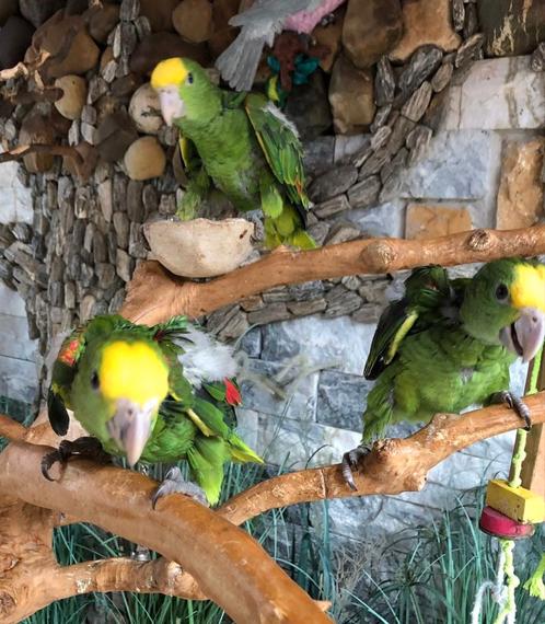 Tamme baby Dubbele Geelkop amazones met DNA en getest op all, Dieren en Toebehoren, Vogels | Parkieten en Papegaaien, Papegaai