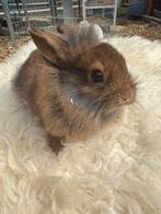 konijntje, Dieren en Toebehoren, Hangoor