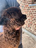Jonge alpaca hengst geboren mei 2024, Dieren en Toebehoren, Overige Dieren