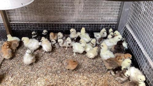 Usa zijdehoen, Dieren en Toebehoren, Pluimvee