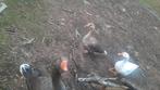 Toulosa gans en knobbel ganzen!, Dieren en Toebehoren, Pluimvee