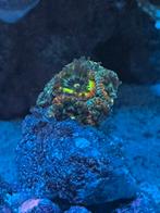 Koraal / Koralen Zeeaquarium Holy Grail Micromussa, Zoutwatervis
