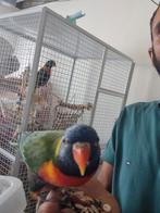 Lori van de blauwe bergen koppel, Dieren en Toebehoren, Vogels | Parkieten en Papegaaien