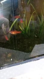 platy/zwaarddragers, Dieren en Toebehoren, Vis, Zoetwatervis