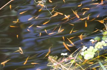 Goudelritsen beschikbaar voor biedingen