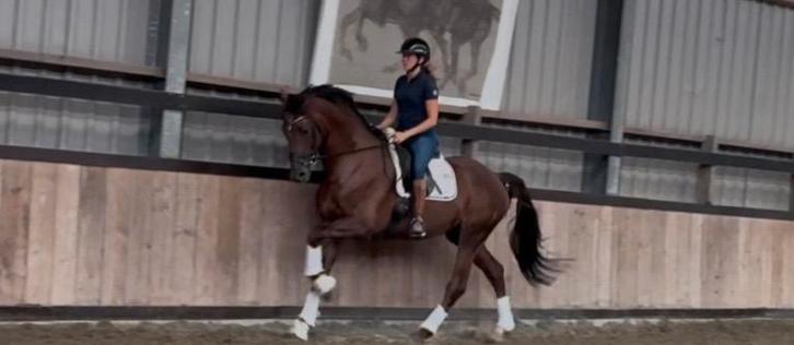 5 jarige hengst ️koopje ️, Dieren en Toebehoren, Paarden, Hengst