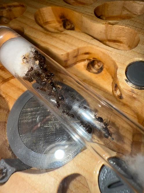 Messor ibericus mieren kolonie 2q, Dieren en Toebehoren, Insecten en Spinnen
