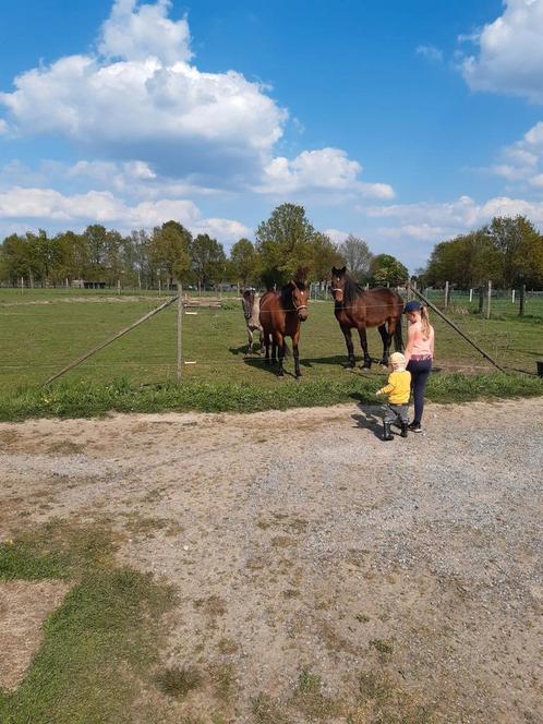 Buitenkans voor paardenhouders: huis + weide 1.2ha met stal, Immo, Maisons à vendre