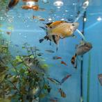 Aquariumvissen, zoetwater, warm, grote keuze, Zoetwatervis, Vis