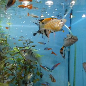 Aquariumvissen, zoetwater, warm, grote keuze