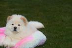 Chow-chow pups geboren in Belgie, Dieren en Toebehoren, België, 15 weken tot 1 jaar, Poolhond, Meerdere
