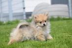 Keeshond spitz dwergkees mini pomeriaan pups 🌸, CDV (hondenziekte), Meerdere, Keeshond, Meerdere dieren