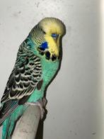 Engelse grasparkiet MAN, Dieren en Toebehoren, Vogels | Parkieten en Papegaaien